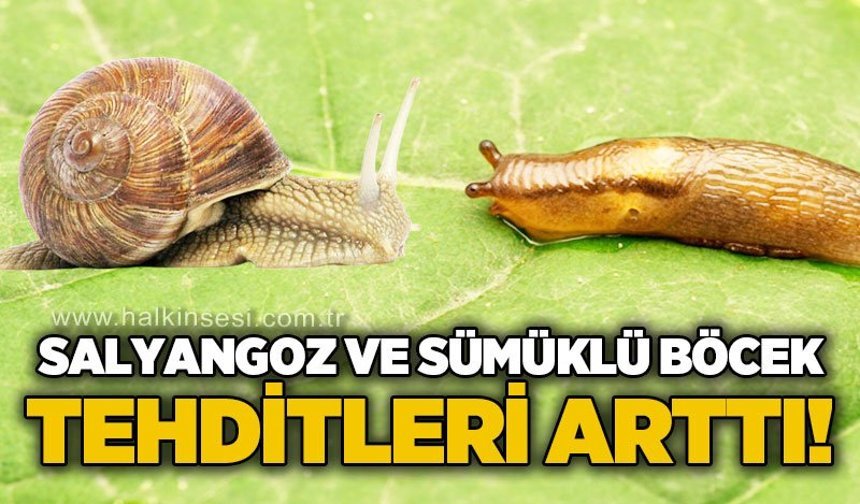 Tarım Müdürlüğü’nden çiftçilere uyarı: Salyangoz ve sümüklü böcek tehlikesi arttı