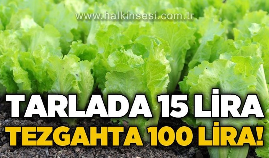 Marulda fiyat uçurumu: Tarlada 15 TL, tezgahta 100 TL