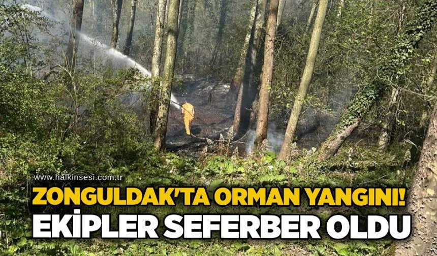Zonguldak'ta orman yangını! Ekipler seferber oldu