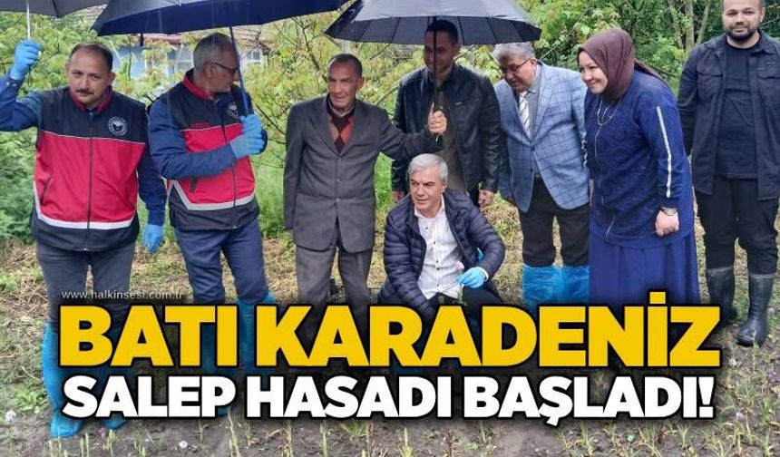 Batı Karadeniz salep hasadı başladı!