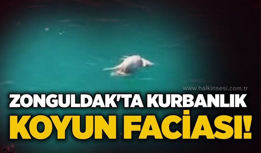 Zonguldak'ta kurbanlık koyun faciası!