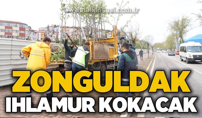 Zonguldak ıhlamur kokacak