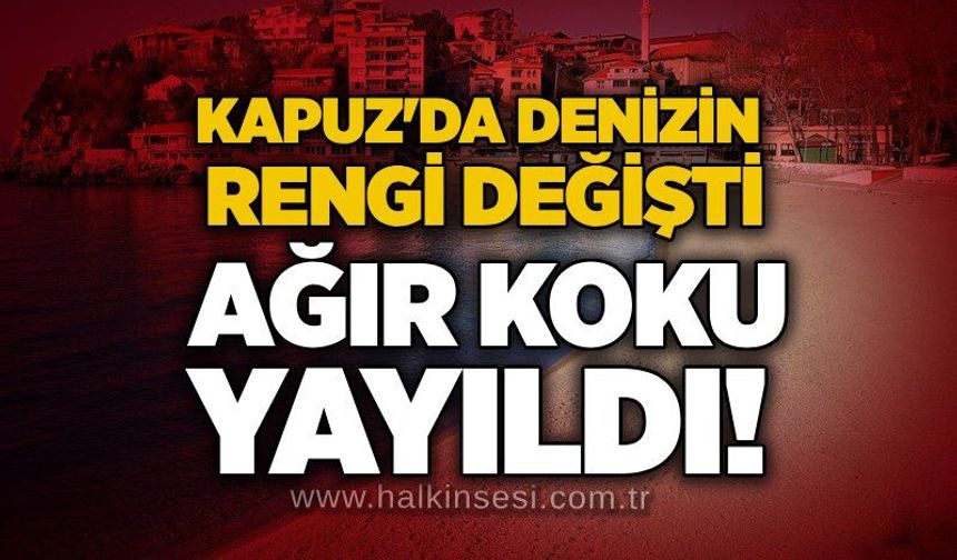 Kapuz'da denizin rengi değişti, ağır koku yayıldı!