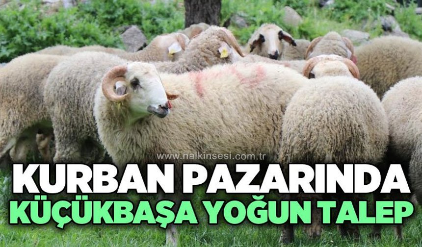 Kurbanlıkta küçükbaşa talep arttı