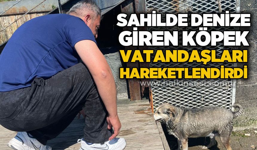 Sahilde denize giren köpek vatandaşları hareketlendirdi
