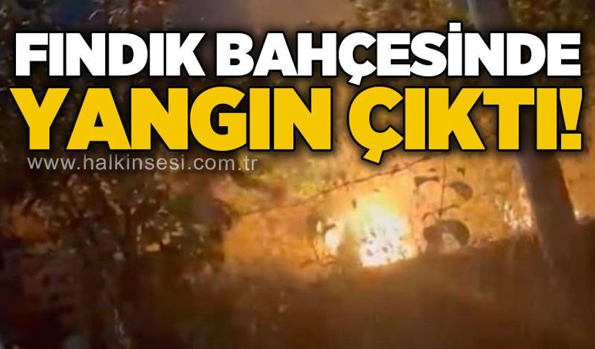 Fındık bahçelerinde peş peşe yangın!