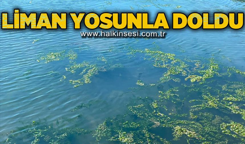 Liman yosunla doldu!