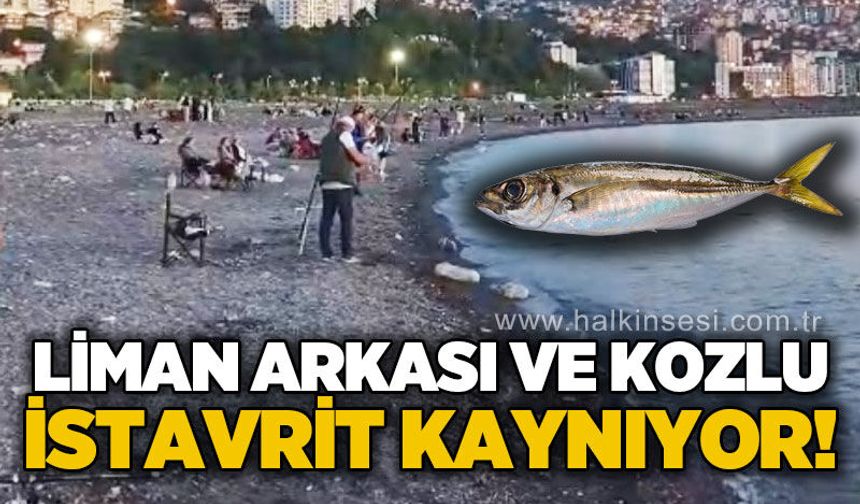 Liman Arkası ve Kozlu istavrit kaynıyor!