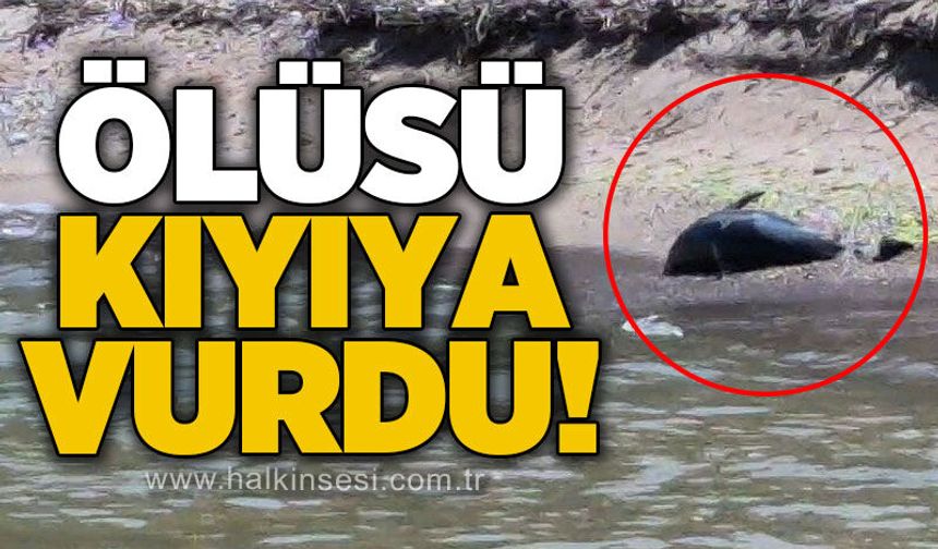 Ölüsü kıyıya vurdu!