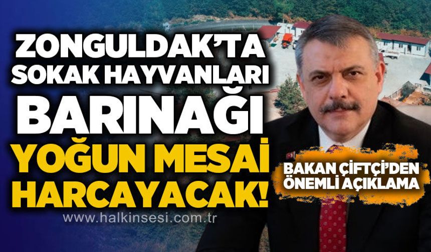 Zonguldak'ta sokak hayvanları barınağı yoğun mesai harcayacak: