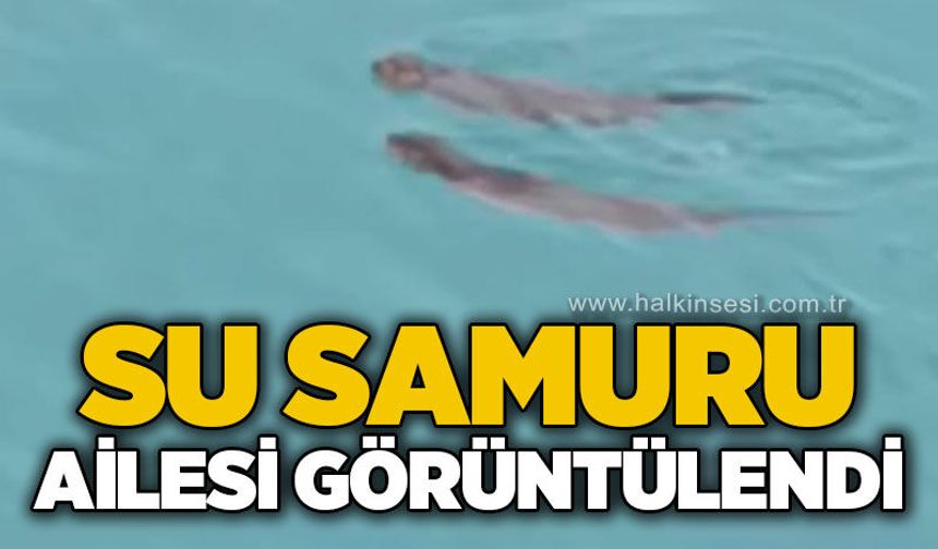 Su samuru ailesi görüntülendi