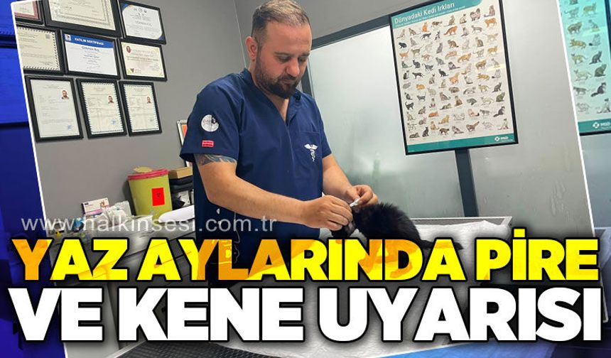 Yaz aylarında pire ve kene uyarısı
