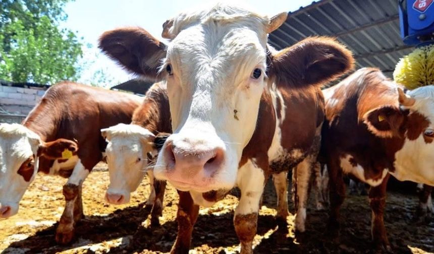 Kurban Bağışında Şeffaflık ve Belgelendirme Talebi Artıyor