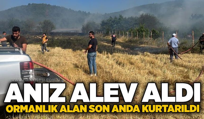Anız alev aldı: Ormanlık alan son anda kurtarıldı
