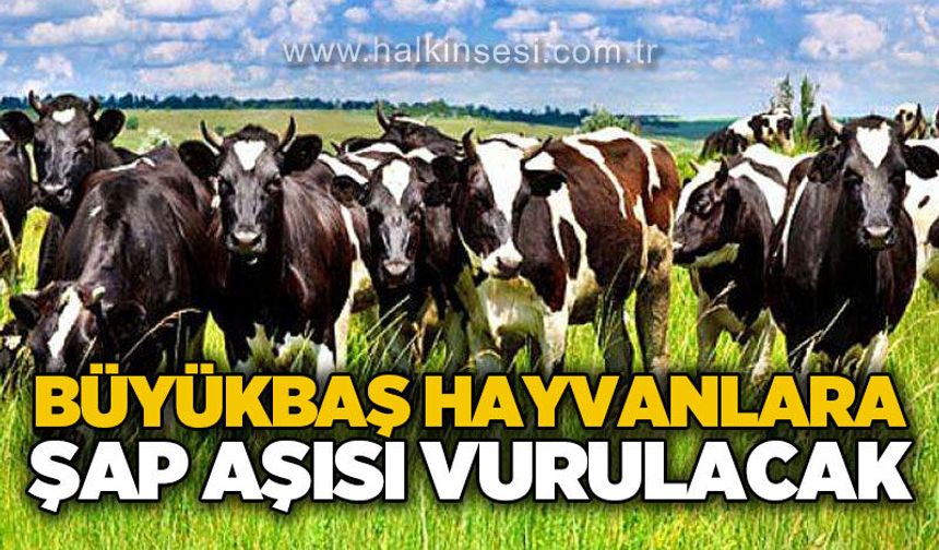 Büyükbaş hayvanlara şap aşısı vurulacak