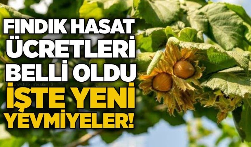 Fındık hasat ücretleri belli oldu: İşte yeni yevmiyeler!