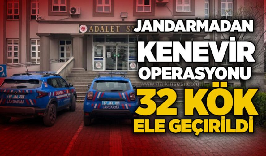 Jandarmadan kenevir operasyonu: 32 kök ele geçirildi