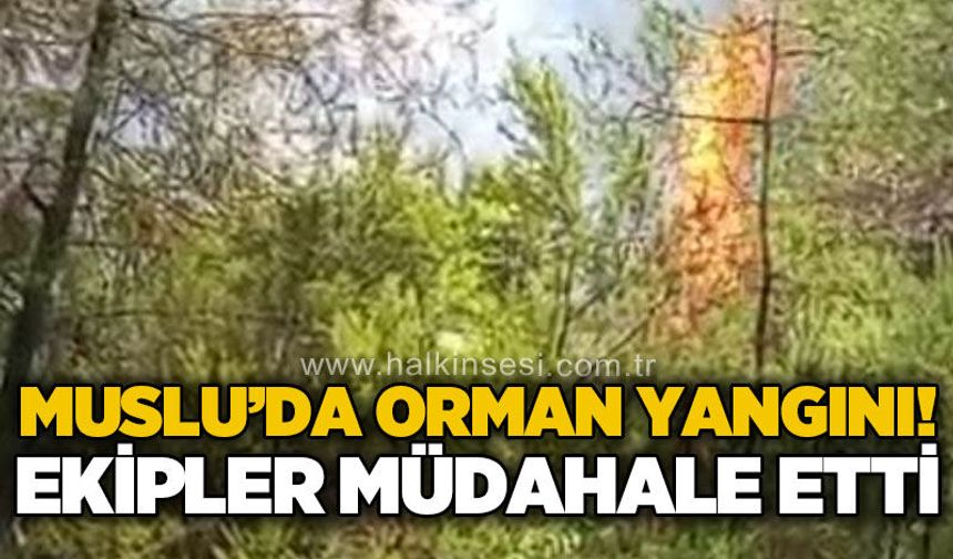 Muslu'da orman yangını: Ekipler anında müdahale etti