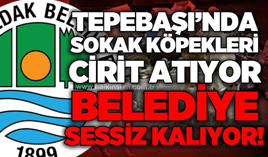 Tepebaşı Mahallesi'nde sokak hayvanı tepkisi: Uyarılara rağmen önlem alınmadı!