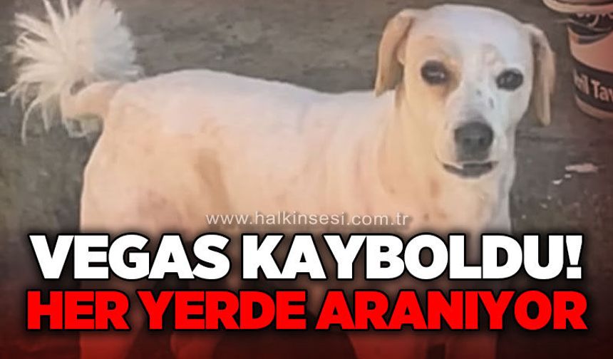 Vegas kayboldu: Her yerde aranıyor!