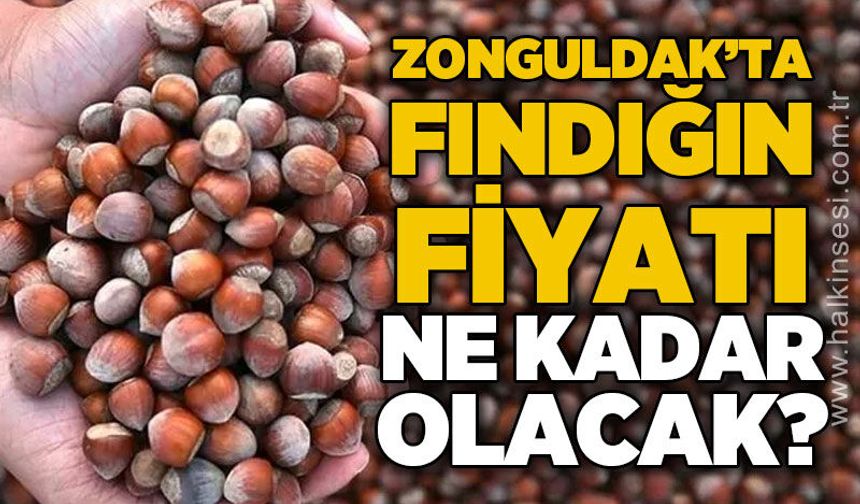 Fındık üreticisi TMO'nun açıklayacağı fiyatı bekliyor: "300 liranın altı üreticiyi memnun etmez"