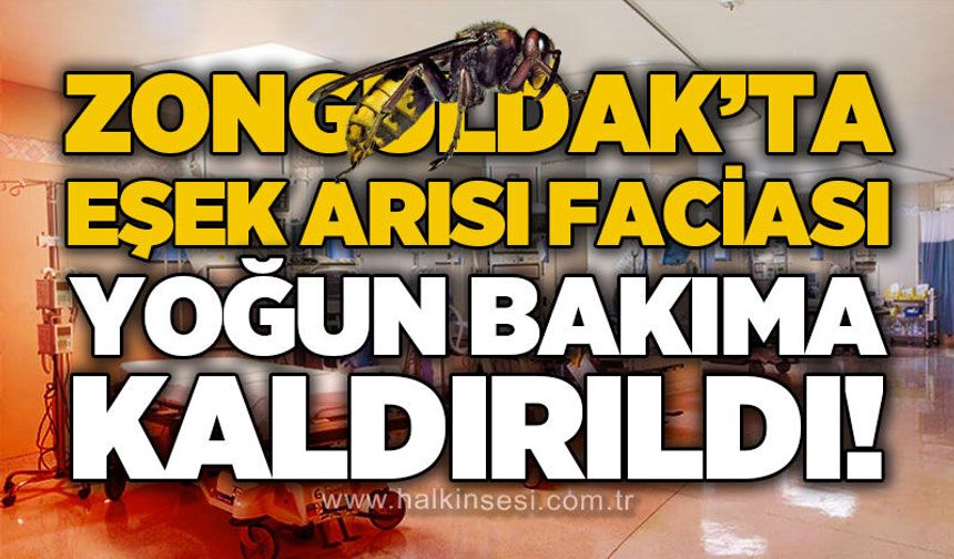 Zonguldak'ta eşek arısı faciası: Yoğun bakıma kaldırıldı