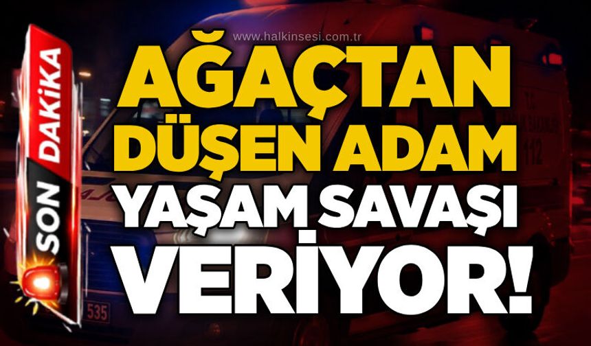 Ağaçtan düşen adam yaşam savaşı veriyor!
