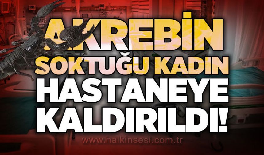 Akrebin soktuğu kadın hastanelik oldu