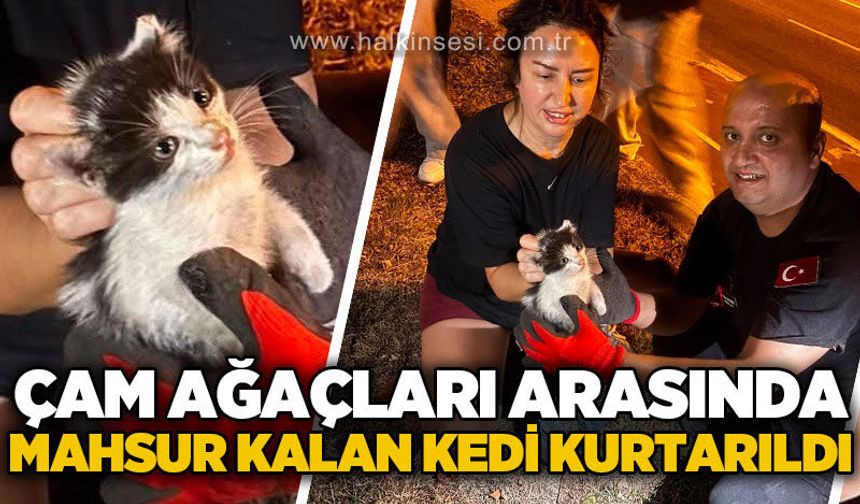 Çam ağaçları arasında mahsur kalan yavru kedi kurtarıldı