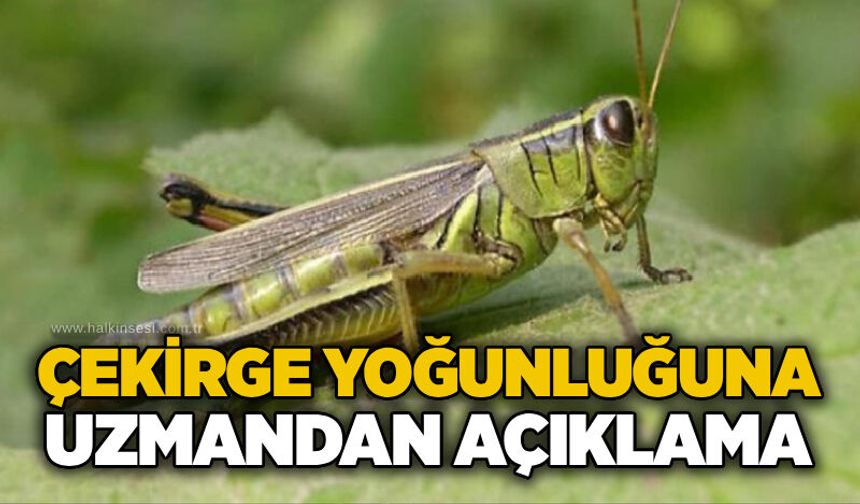 Çekirge yoğunluğuna uzmandan açıklama