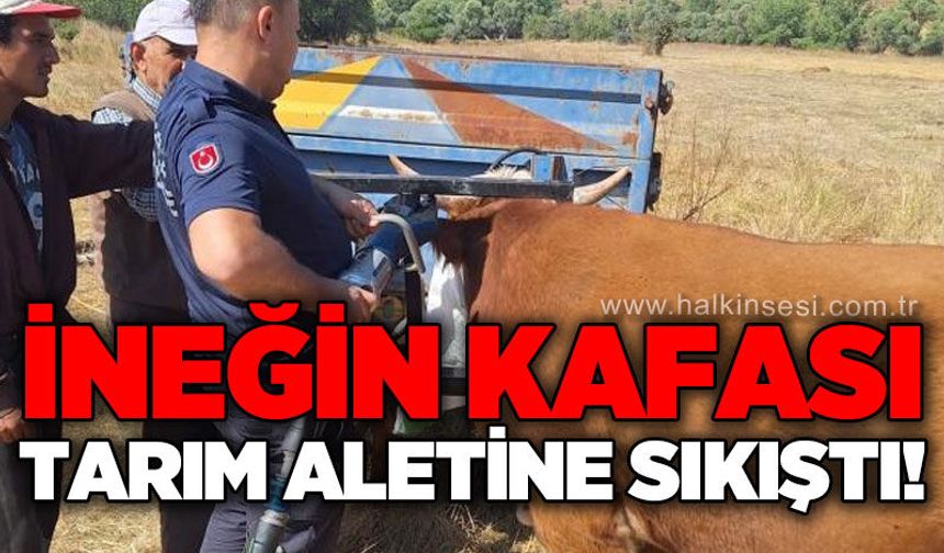 İneğin kafası tarım aletine sıkıştı