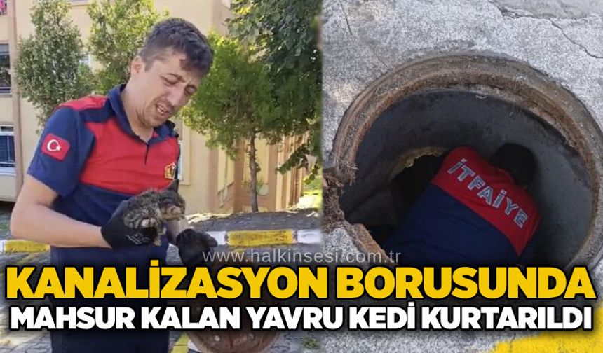 Kanalizasyon borusunda mahsur kalan yavru kedi kurtarıldı
