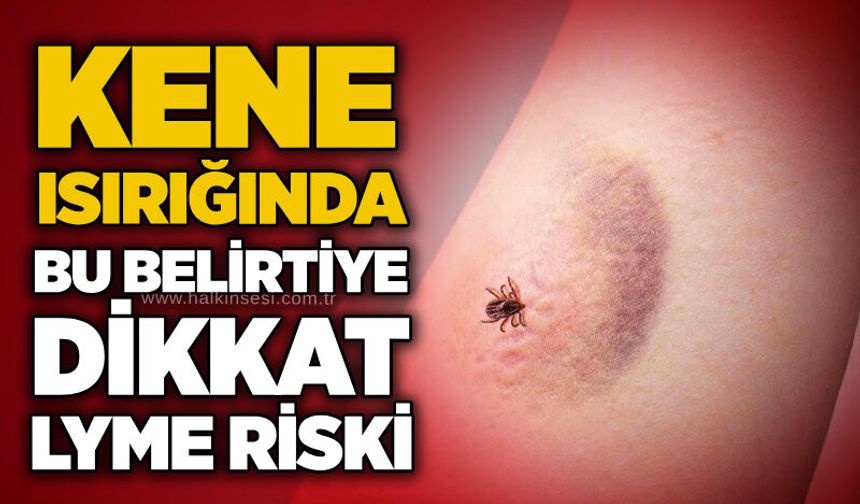Kene ısırığında bu belirtiye dikkat: Lyme riski