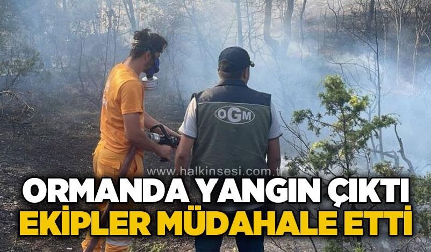 Orman yangını korkuttu: Alevler büyümeden söndürüldü