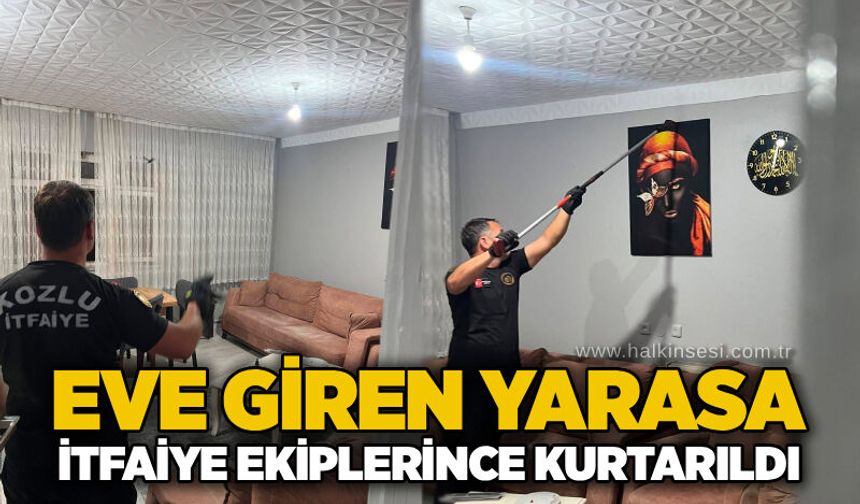 Eve giren yarasa itfaiye ekiplerince kurtarıldı