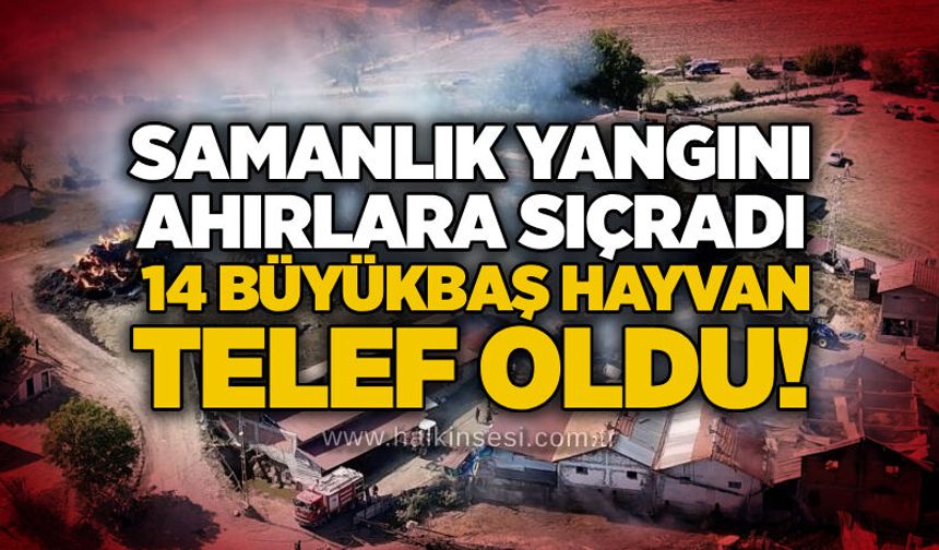 Samanlık yangını ahırlara sıçradı: 14 büyükbaş hayvan telef oldu!