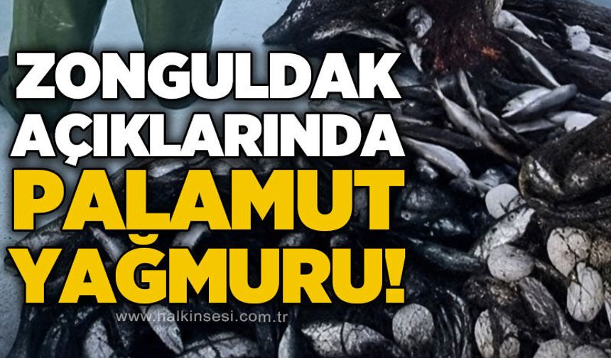Zonguldak açıklarında palamut bereketi: Balıkçıların ağları doldu