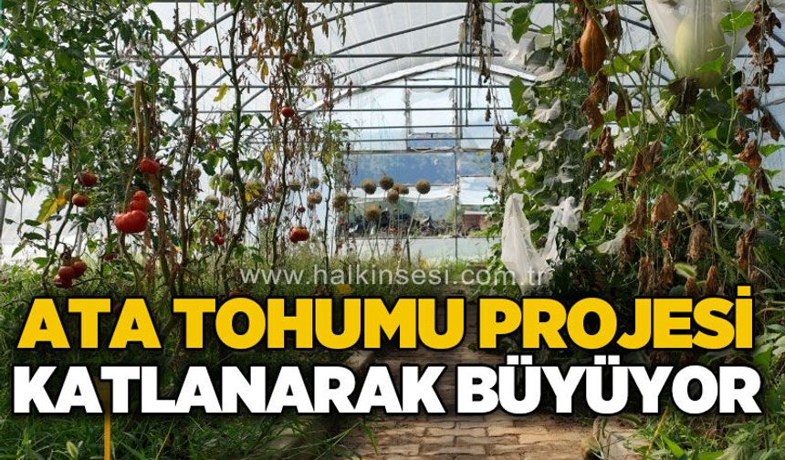 Ata tohumu projesi katlanarak büyüyor