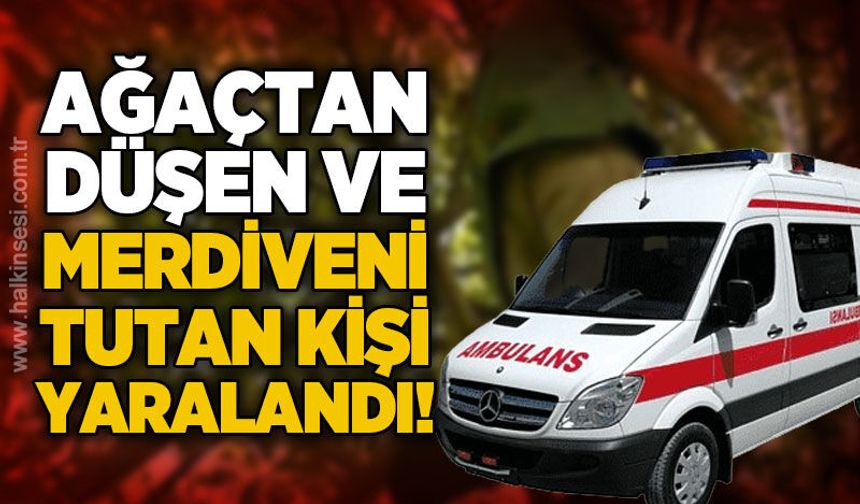 Ağaçtan düşen kişi ile merdiveni tutan kişi yaralandı