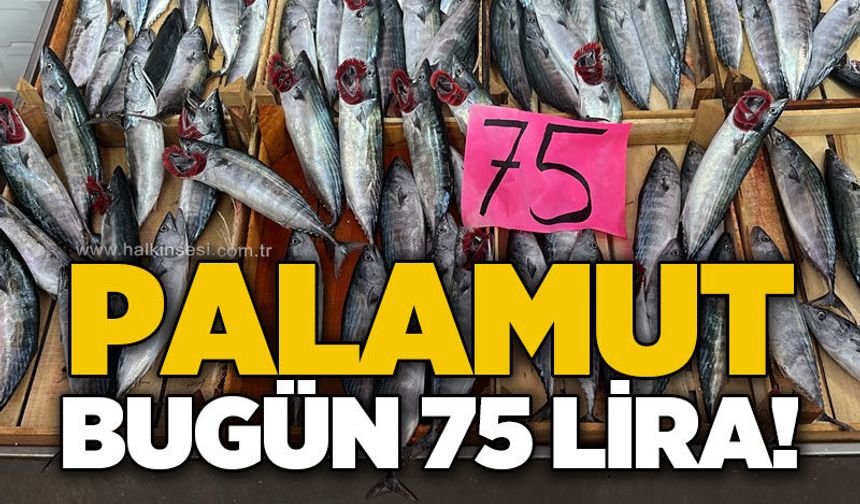 Zonguldak’ta palamut tezgahlarda yerini aldı: Fiyatı 75 TL’den başlıyor