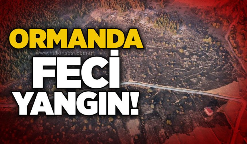 Ormanda feci yangın!
