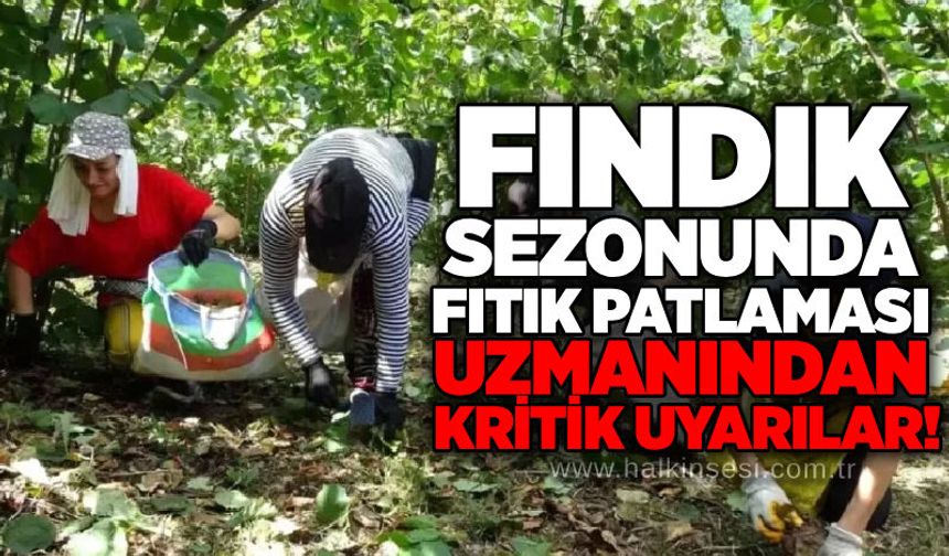 Fındık sezonunda fıtık patlaması: Uzmanından kritik uyarılar!