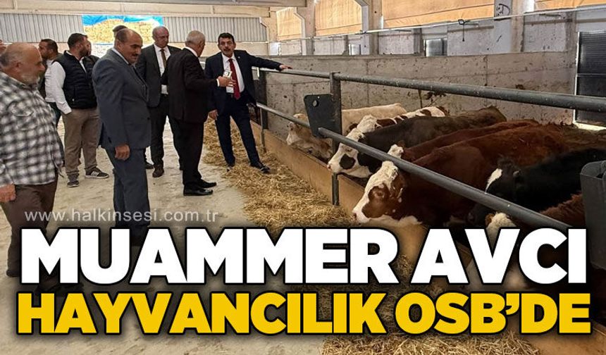 Muammer Avcı Hayvancılık OSB'de incelemelerde bulundu