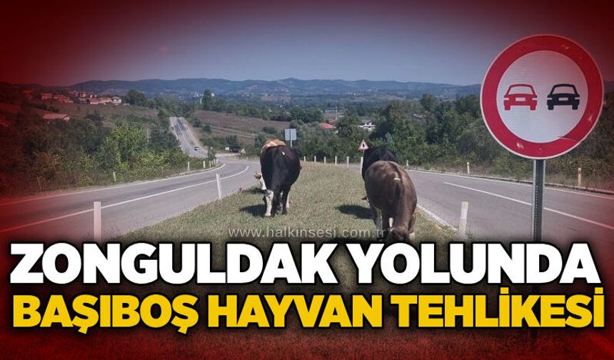 Zonguldak yolunda başıboş hayvan tehlikesi
