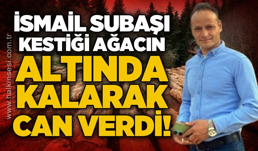 Orman kesimi sırasında ağacın altında kalan İsmail Subaşı hayatını kaybetti!