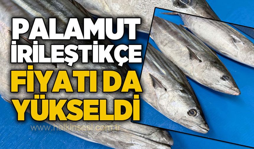Palamut irileştikçe fiyatı da yükseldi!