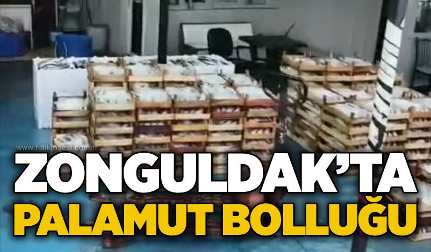 Zonguldak’ta palamut bolluğu