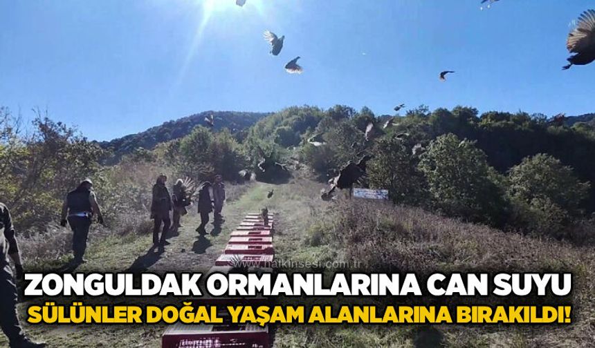 Zonguldak ormanlarına can suyu: Sülünler doğal yaşam alanlarına bırakıldı!