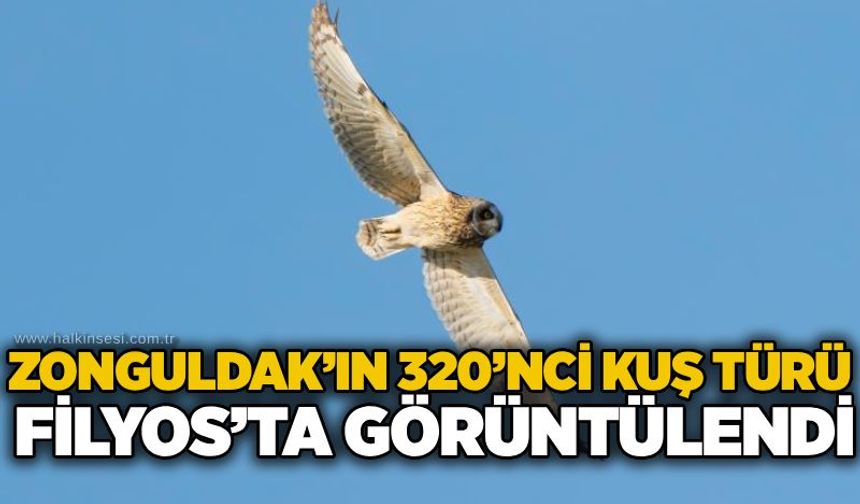 Zonguldak’ın 320’nci kuş türü Filyos’ta görüntülendi