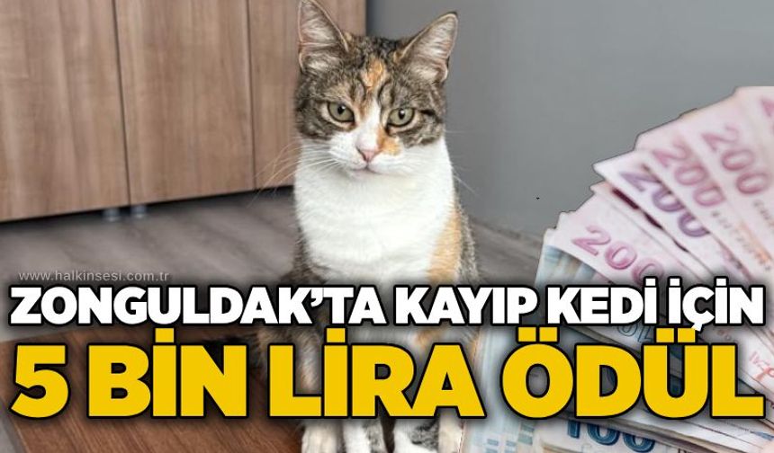 Zonguldak’ta kayıp kedi için 5 bin lira ödül
